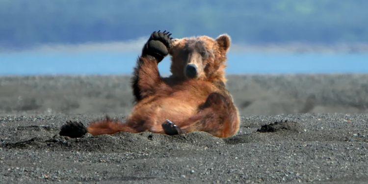 Thời đại của “gấu” hay thời khắc của chúng ta