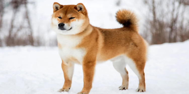 Xuất hiện cá voi “vào tiền” gom hàng SHIB theo lô