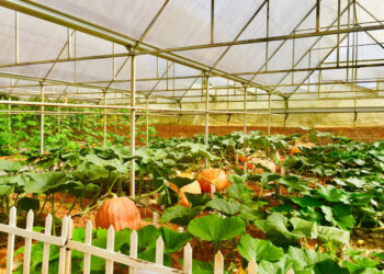 Bí ngô Đà Lạt nặng cả tạ, giá vài triệu 1 quả