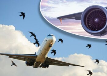 Máy bay của Vietnam Airlines 19 lần va vào chim