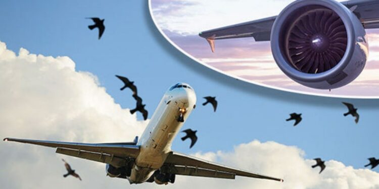 Máy bay của Vietnam Airlines 19 lần va vào chim