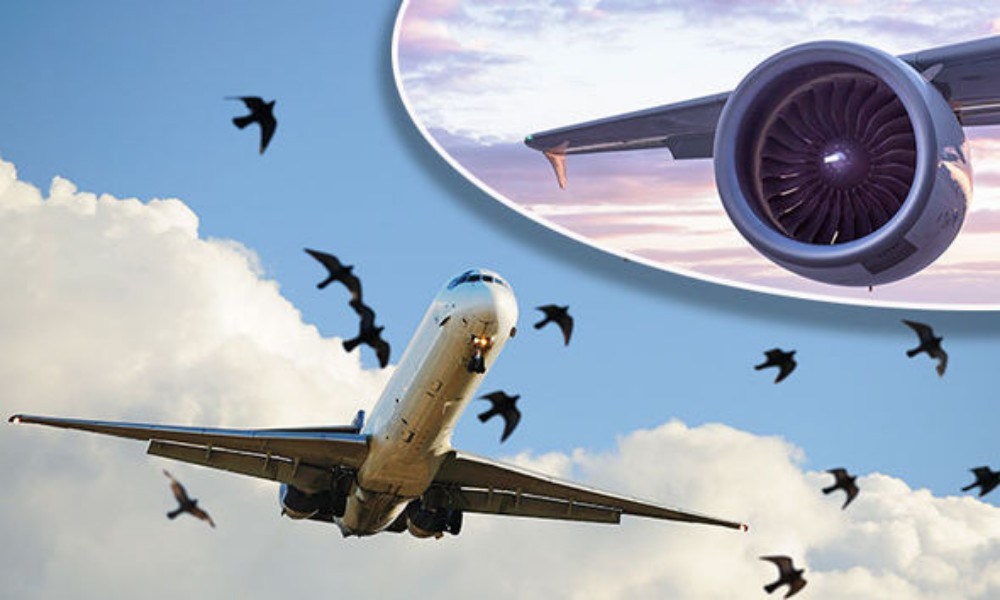 Máy bay của Vietnam Airlines 19 lần va vào chim