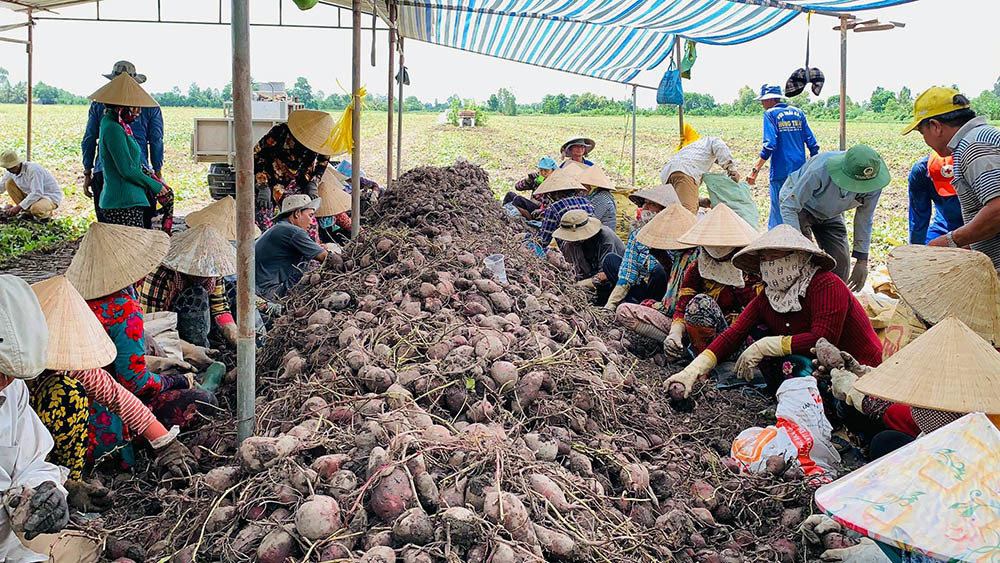 Vimoney: Khoai lang, tổ yến Việt được nhập khẩu vào Trung Quốc