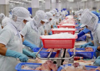 Xuất khẩu cá tra tăng 81% so với cùng kỳ