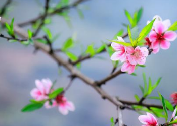 Không cần chờ quá lâu để "mùa hoa đẹp nhất" trên TTCK quay trở lại