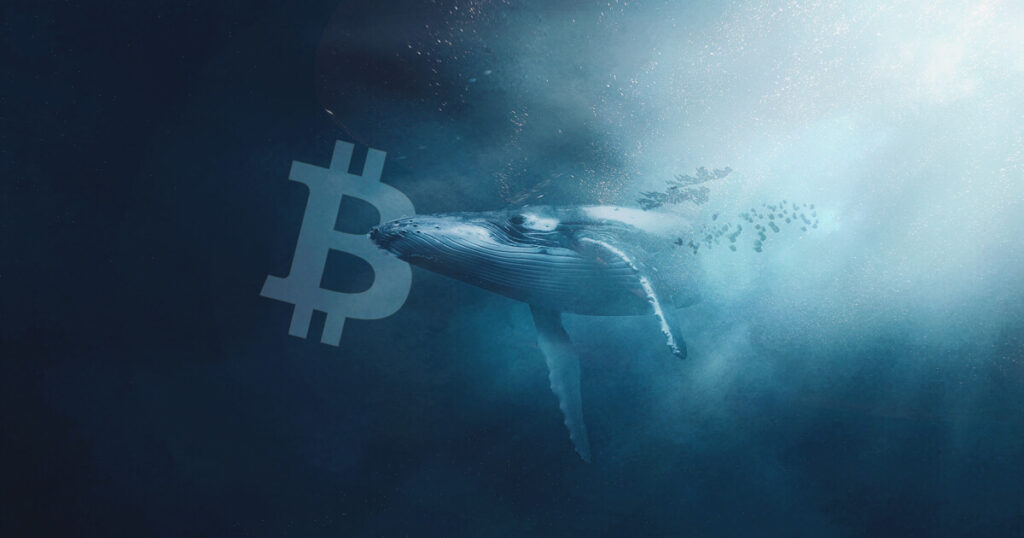 Tốc độ bán tháo Bitcoin của "cá voi" trong tháng 11/2022 lập kỷ lục mới