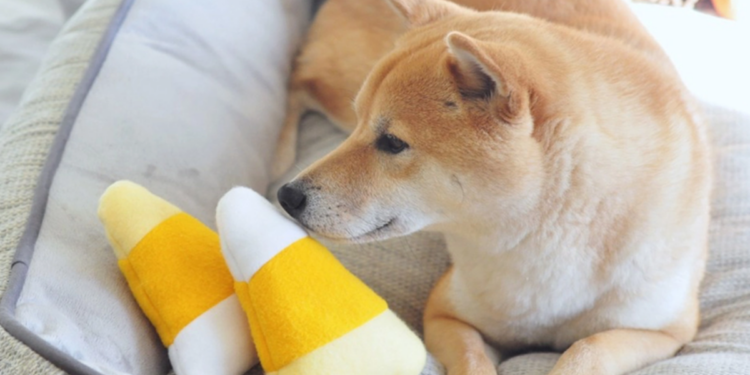 DOGE “phá giá”, mức tăng đột biến bao giờ biến mất?