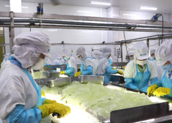 Cổ phiếu GCF của "vua nha đam" quay đầu giảm sốc sau khi tăng hết biên độ