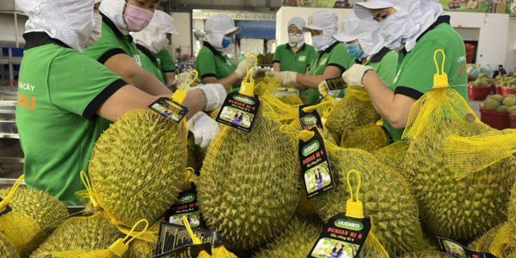 Xuất khẩu sầu riêng sang Trung Quốc tháng 10 tăng tới 4.120%