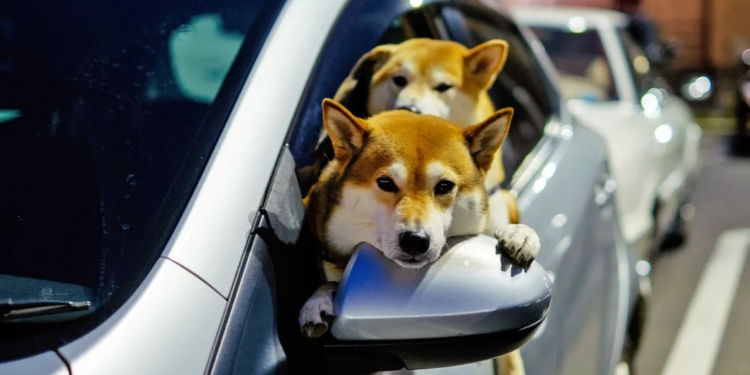 Floki Inu DAO thông qua đề xuất đốt 100 triệu USD token, giá FLOKI "mọc cánh" tăng mạnh