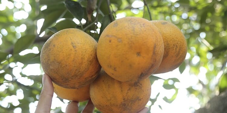 Có gì mà cam xã Đoài gần 100 nghìn/quả vẫn không có bán?