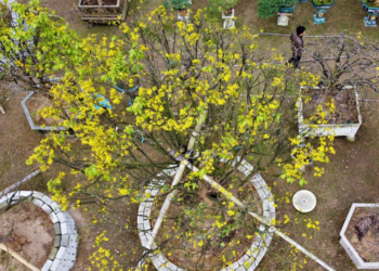 Đào, mai tiền tỷ chơi Tết chưa có khách chốt