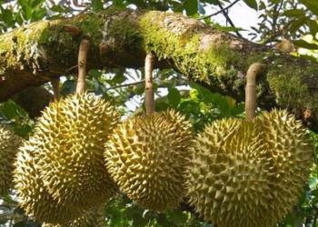 Ồ ạt phá vườn trồng sầu riêng: Cảnh báo của Bộ Nông nghiệp