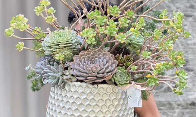 Valentine 2023: Bình sen đá "khủng" hút khách chịu chơi