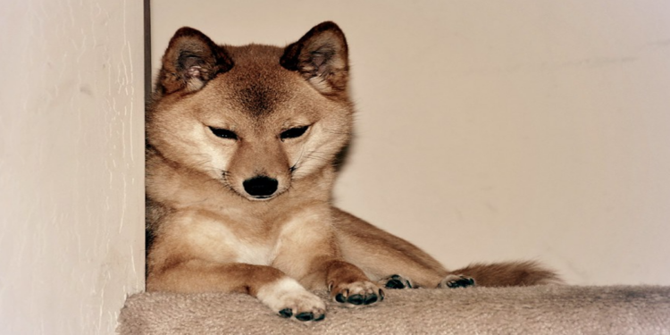 Shytoshi Kusama nói gì khi Shibarium copycode của chain khác mà “lười” không đổi ID