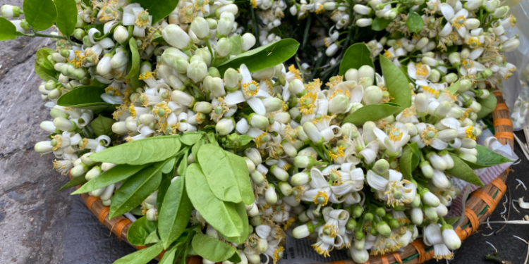 Hoa bưởi giá cao vẫn được ưa chuộng