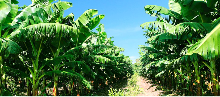 Hoàng Anh Gia Lai trồng chuối lãi cả 100 tỷ đồng