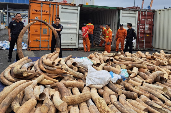 Với số lượng ước tính khoảng 7 tấn, đây được đánh giá là vụ buôn lậu, vận chuyển trái phép ngà voi lớn nhất từ trước đến nay tại cảng Hải Phòng.