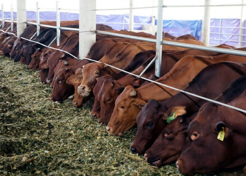 Vinamilk tự nuôi bò, bán thịt từ năm 2024