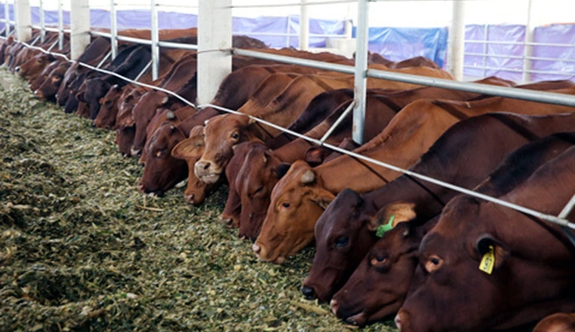 Vinamilk tự nuôi bò, bán thịt từ năm 2024
