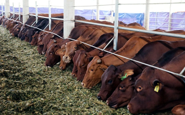Vinamilk tự nuôi bò, bán thịt từ năm 2024