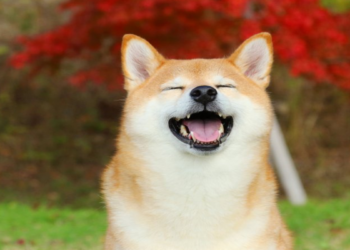 Huobi niêm yết BONE trước thềm Shibarium