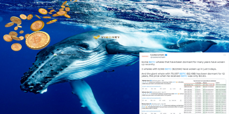 3 cá voi Bitcoin ôm kho tiền 225 triệu USD thức giấc