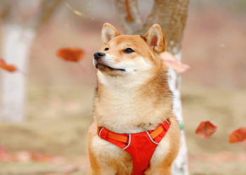 Không duy trì được tốc độ burn, TVL giảm mạnh 70%, Shiba Inu chuẩn bị “ra khơi”