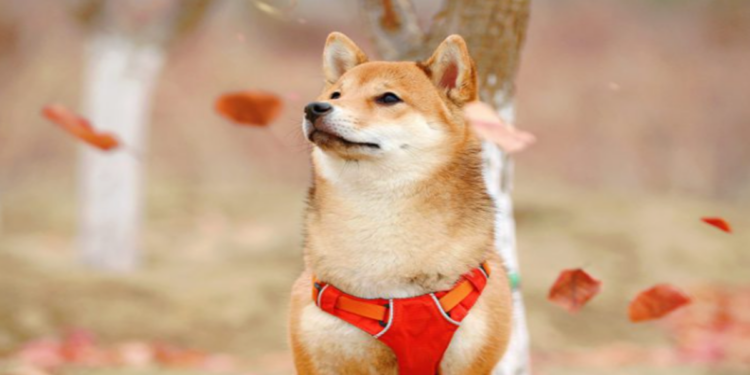 Không duy trì được tốc độ burn, TVL giảm mạnh 70%, Shiba Inu chuẩn bị “ra khơi”