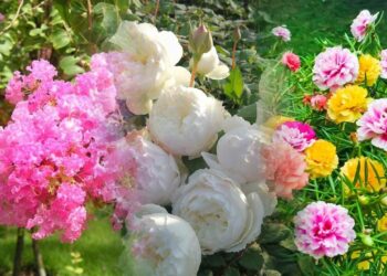 5 loài hoa vừa đẹp mắt, vừa hút tài lộc cho gia chủ