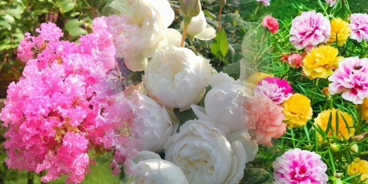 5 loài hoa vừa đẹp mắt, vừa hút tài lộc cho gia chủ