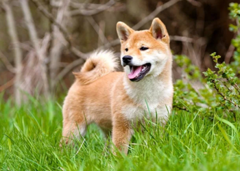 Bảo mật của Shiba Inu soán ngôi AAA