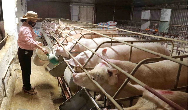 Giá cổ phiếu chăn nuôi "bay" nhờ lợn hơi tăng giá