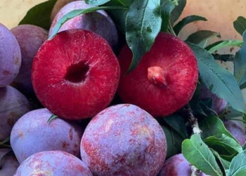 Hé lộ về mận Pu Nhi giá gần 200 nghìn đồng/kg