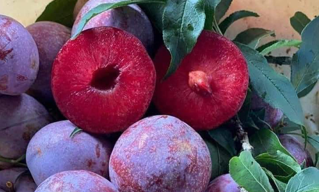 Hé lộ về mận Pu Nhi giá gần 200 nghìn đồng/kg