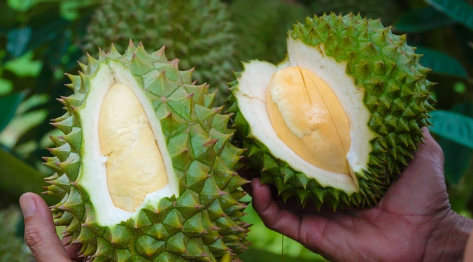 Sầu riêng Black Thorn đắt nhất VN, giá gần 1 triệu đồng/kg