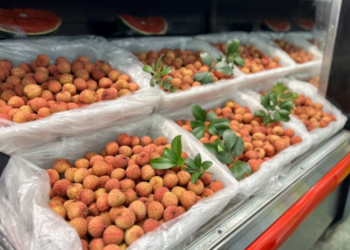 Lên sạp hàng ở Mỹ, vải thiều Bắc Giang giá 780.000 đồng/kg