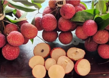 Vải thiều không hạt giá 800.000 đồng/kg vẫn cháy hàng