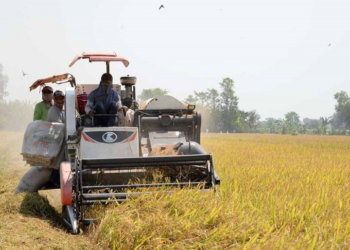 Xuất khẩu gạo tăng "khủng", cao nhất trong 10 năm