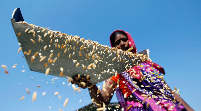 Ấn Độ chính thức cấm xuất khẩu gạo