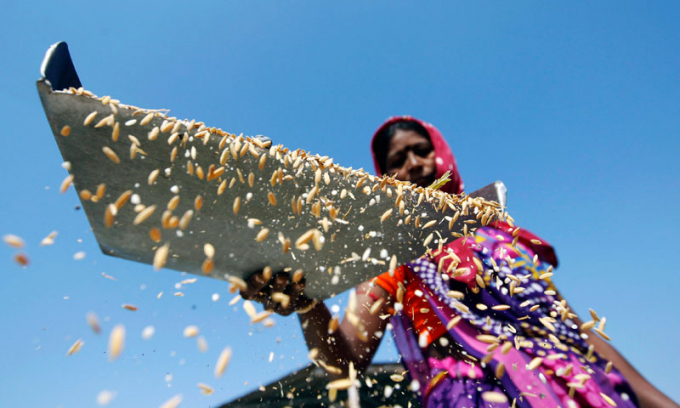 Ấn Độ chính thức cấm xuất khẩu gạo