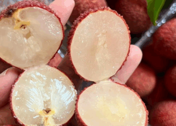 Vải thiều không hạt Trung Quốc giá 900.000 đồng/kg: Đắt vẫn cháy hàng