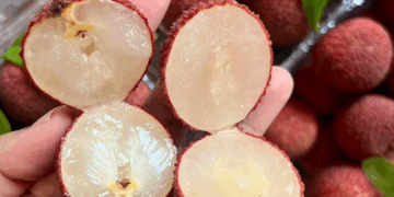 Vải thiều không hạt Trung Quốc giá 900.000 đồng/kg: Đắt vẫn cháy hàng