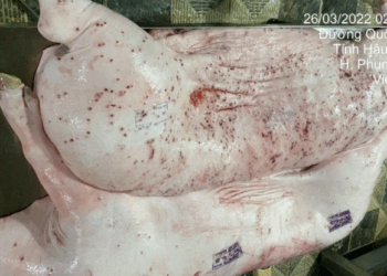 Công ty C.P Việt Nam lên tiếng khi bị tố bán heo bệnh ra thị trường