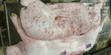 Công ty C.P Việt Nam lên tiếng khi bị tố bán heo bệnh ra thị trường