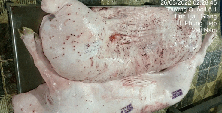 Công ty C.P Việt Nam lên tiếng khi bị tố bán heo bệnh ra thị trường