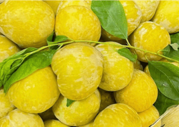 Mận vàng hoàng đế "gây sốt", giá 500K/kg và lý do
