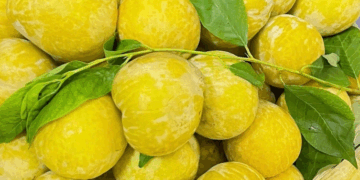 Mận vàng hoàng đế "gây sốt", giá 500K/kg và lý do