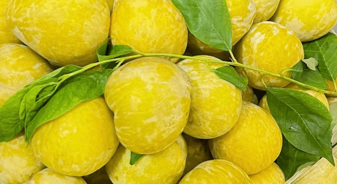Mận vàng hoàng đế "gây sốt", giá 500K/kg và lý do