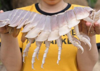 Bọ biển – Từ “gián biển xấu xí” đến hải sản đắt đỏ vượt mặt tôm hùm